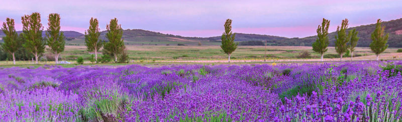 Sunset over a summer lavender field in Tihany, Hungary
